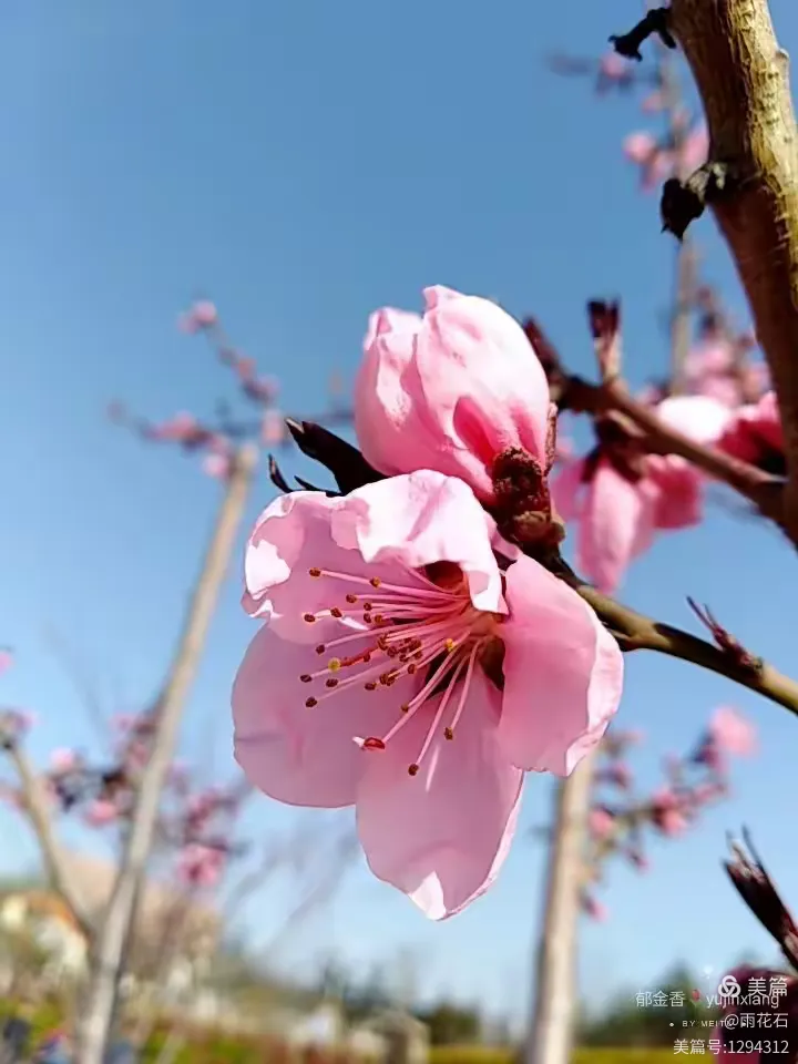 初见桃花开 喜上眉梢来
